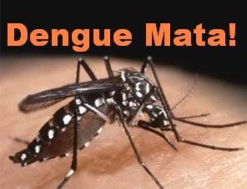 como se prevenir da dengue - dengue mata