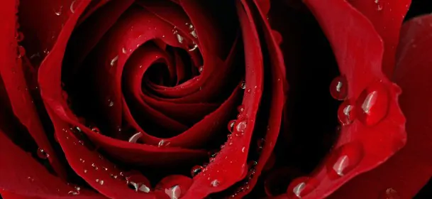 Um perfume de amor